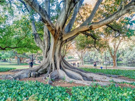 Hyde Park in Perth, Western Australia Editorial Photo - Image of ...