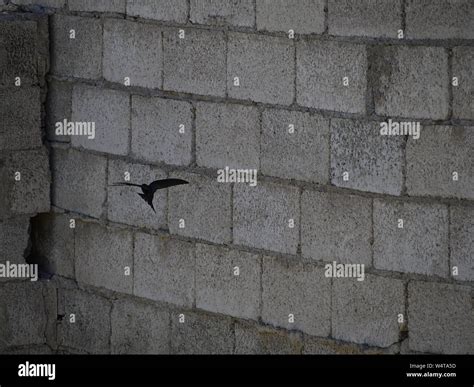 Swift bird nest hi-res stock photography and images - Alamy