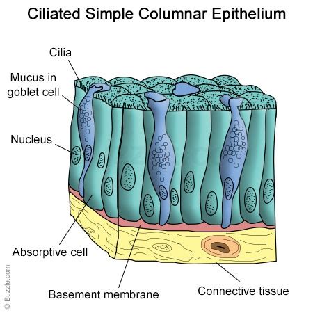 Simple Columnar Epithelium: A Labeled Diagram and Functions