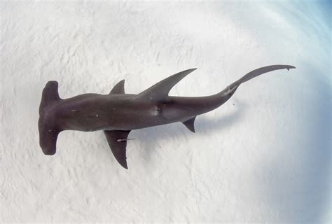 Hammerhead Shark Conservation: What You Need to Be AWARE of