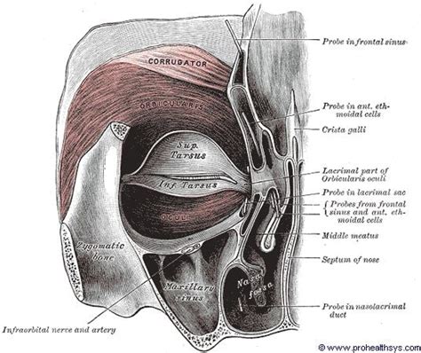 Muscles of the Eyelid - Prohealthsys