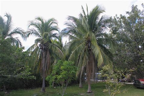 7 Best Coconut Tree Varieties to Grow in Your Garden or Backyard