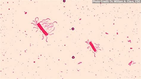 Bacillus cereus