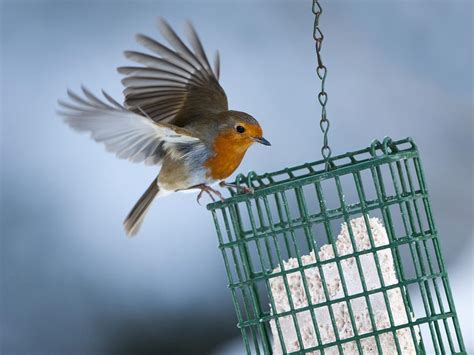 What Do European Robins Eat? (Robin Redbreast Diet) | Birdfact