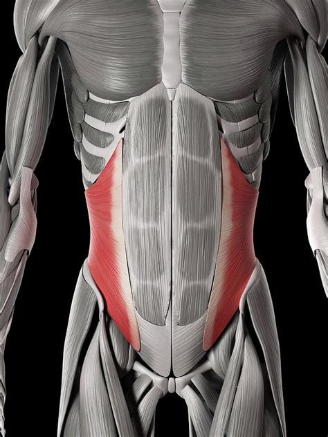 Muscles Of The Chest Abdomen - Male Shoulder And Chest Muscles Labeled ...