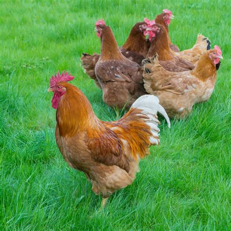 New Hampshire Chicken Breed Info + Where to Buy - Chicken & Chicks Info