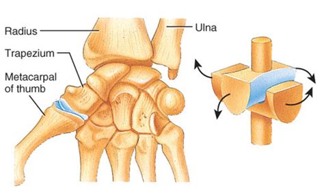 Condyloid Joint Diagram - Wiring Diagram Pictures