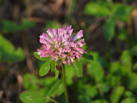 Clover Flower Of Flowering - Free photo on Pixabay - Pixabay