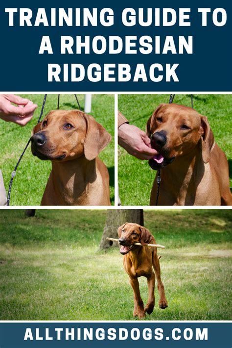 The Rhodesian Ridgeback is known to be a strong-willed and stubborn dog ...