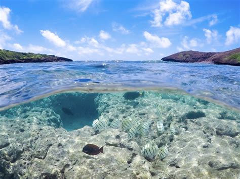 Snorkeling At Hanauma Bay Nature Preserve | M.A.Y Tours in Hawaii