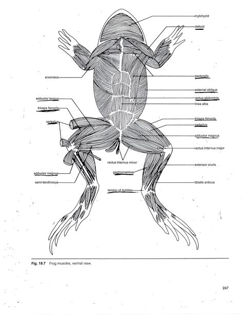 Frog Bones Diagram