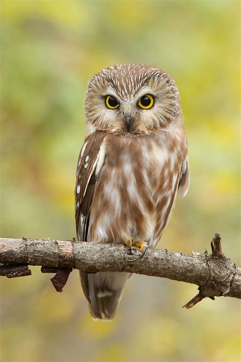 Northern Whet-Saw Owl Facts, Distribution, Habitat, Pictures