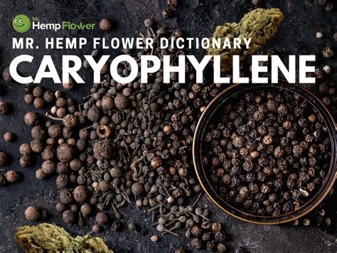 Caryophyllene Terpene Review: What Is It And What It Does