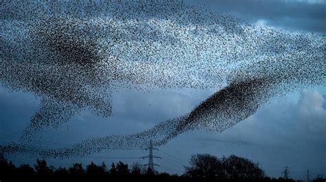 Murmurations: What Are Those Swirling Groups Of Birds?