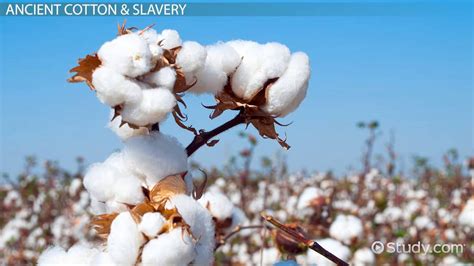 Cotton Cultivation Process