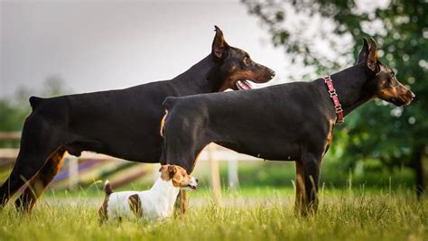 5 Common Doberman Health Problems And How To Deal With It