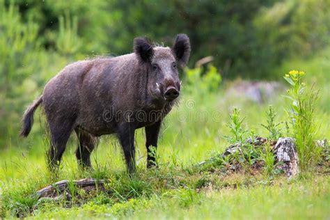 1,144 Wild Boar Tusks Stock Photos - Free & Royalty-Free Stock Photos ...