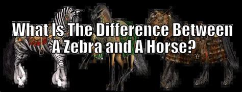 What Is The Difference Between A Zebra and A Horse? – Horse FAQ’s