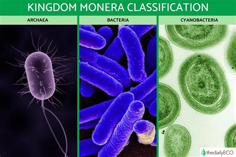 Kingdom Monera Definition and Characteristics in Biology with Examples