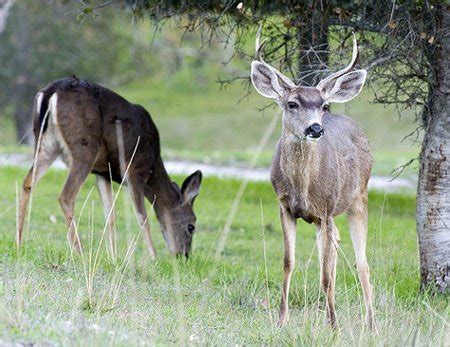 Do male and female deer lose their antlers in the winter? If so, when ...