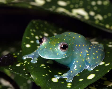 Glass Frog Looks Like a Glowing Constellation in the Rainforest ...