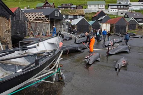 Faroe Islands Promises To Limit Slaughter After More Than 1,400 ...