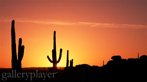 Desert Silhouette | Can't Stop Writing...