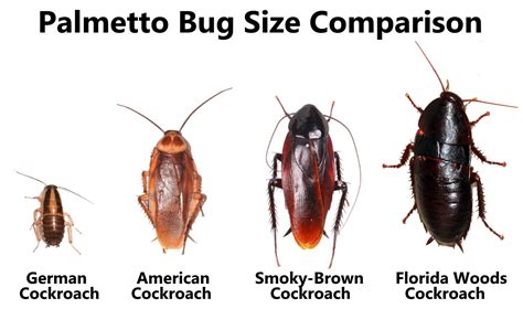 Palmetto Bug Size Comparison