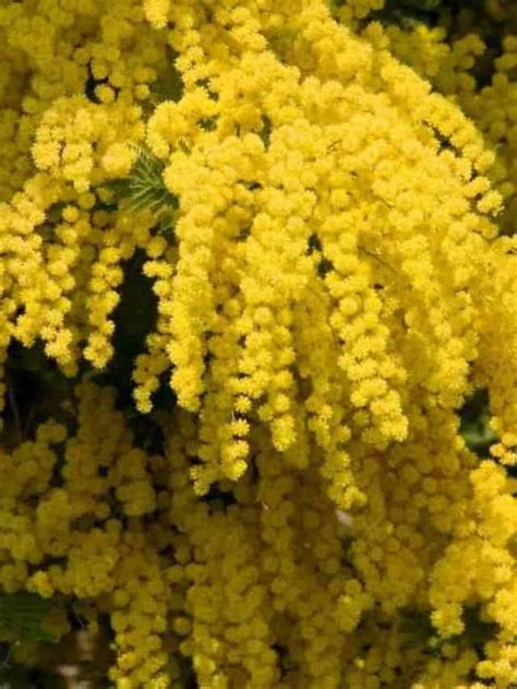 How to Plant, Grow, and Care for Mimosa Tree – Full Guide – 2023 ...