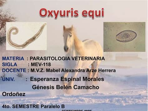 OXYURIS EQUI.pptx