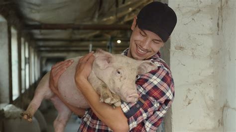 Answering today's challenges of swine farming - YouTube