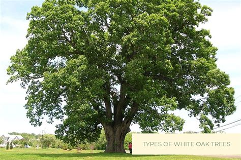 TYPES OF WHITE OAK TREES IN THE WORLD