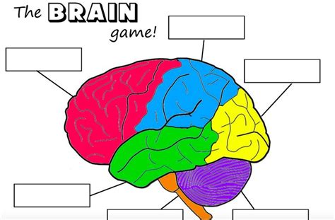 Brain Labeling | Medical school art, Brain challenge, Brain parts