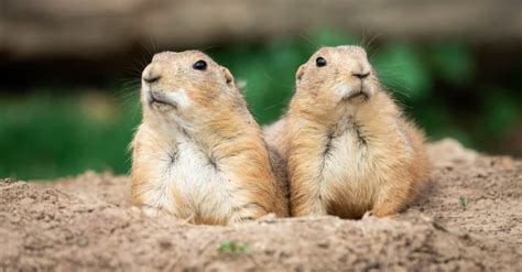 Are Prairie Dogs Poisonous