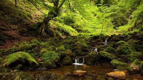 Lovely Forest Stream wallpaper | 1920x1080 | #30857