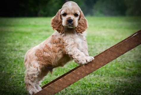 Cocker Spaniel Growth Chart | Cocker Spaniel Weight & Size