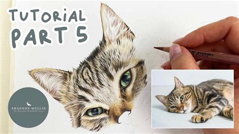 How to Draw a Tabby Cat in Coloured Pencil | Drawing Tutorial Part 5 ...