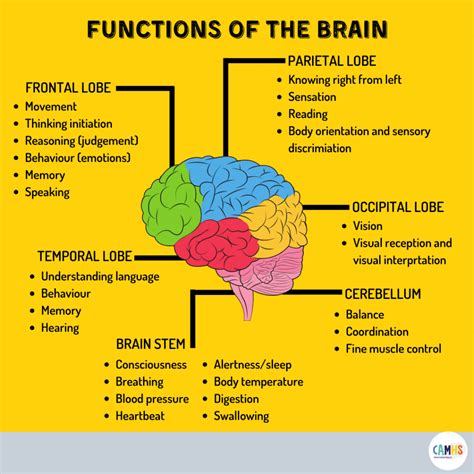 FUNCTIONS OF THE BRAIN ? – CAMHS Professionals