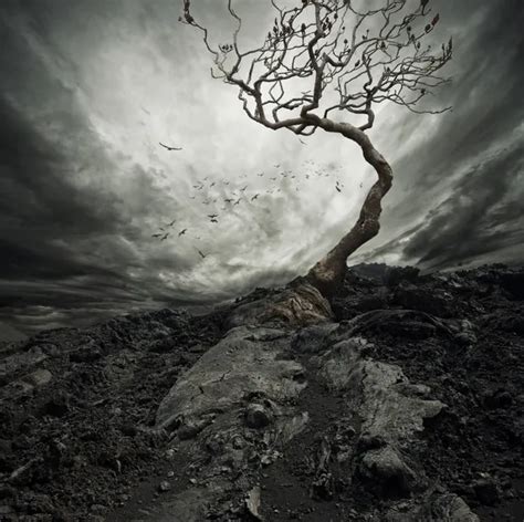 Spooky tree Stock Photos, Royalty Free Spooky tree Images | Depositphotos