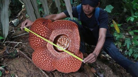 Bungai Rafflesia: 42 spesies terancam punah, ilmuwan desak tindakan ...