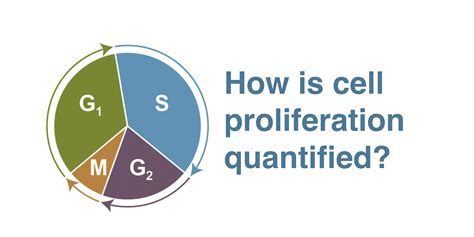 Cell Process - How is cell proliferation quantified?