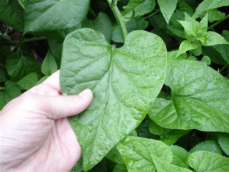 Spring: Season of Perennial Vegetables in the Cold-Climate Garden ...