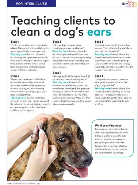 Should You Clean Your Dogs Ears