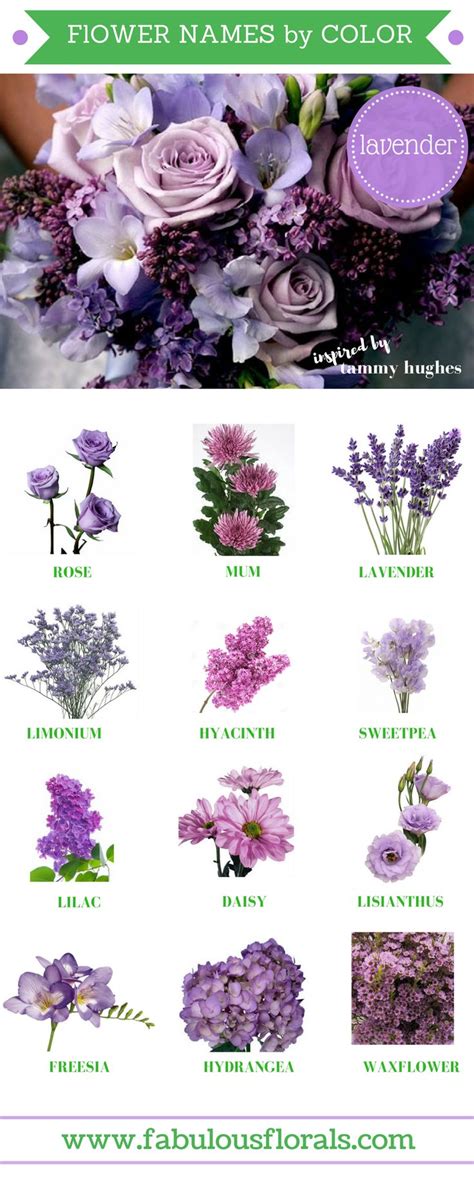 Purple flowers names with pictures | Icon