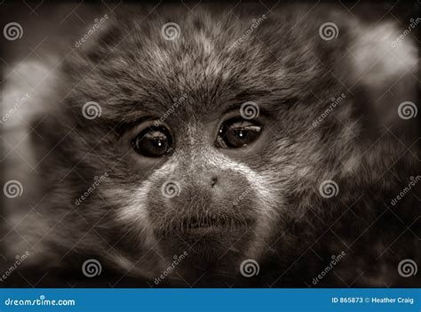 Titi Monkey Baby in Sepia stock image. Image of extinction - 865873