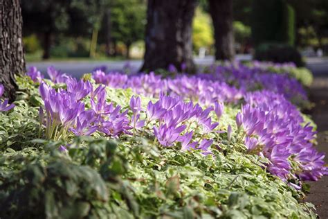 Give the Fall Garden a Reboot With Autumn Crocus | Autumn garden ...