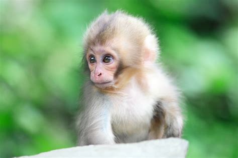 Baby Monkey Wallpaper - WallpaperSafari