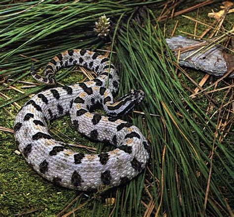 7 best venomous oklahoma snakes images on Pinterest | Oklahoma, Snake ...