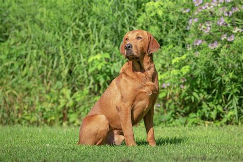 Fox Red Labrador Retriever Photograph by Linda Arndt - Pixels