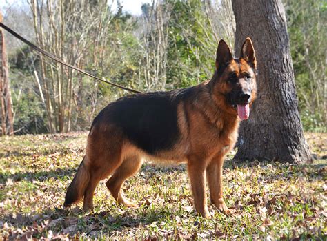 German Shepherd Breeders Houston | PETSIDI